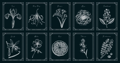 Vector set of botanical perfumery and cosmetic product label templates. Vintage hand-drawn illustration on chakboard. Retro style perfume designs. NOT AI generated